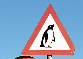 осторожно пингвины